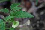 Longleaf groundcherry